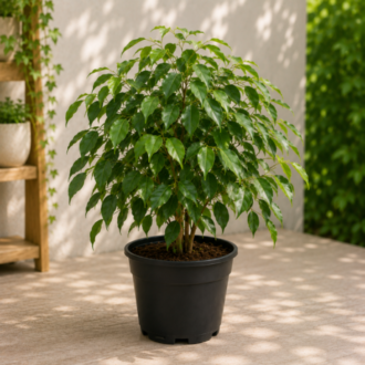 Weeping Fig | Ficus Benjamina
