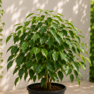 Weeping Fig one