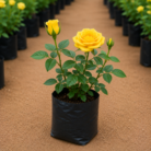 Yellow Rose