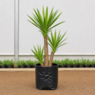 Yuca plant (1)
