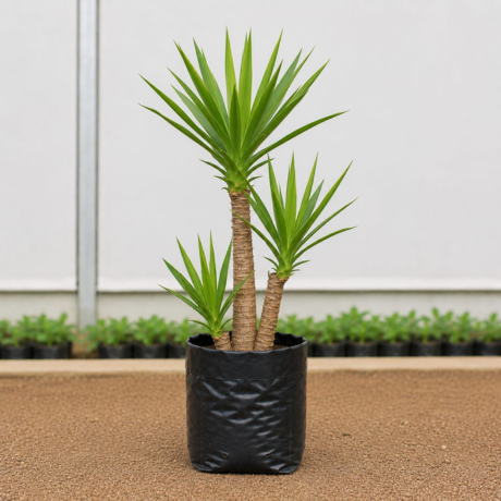Yuca plant (1) Yuca plant (1)