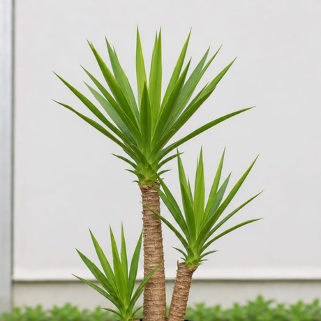 Yuca plant (2) Yuca plant (2)