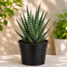 Zebra cactus