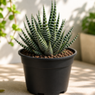 Zebra cactus one