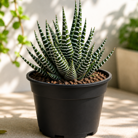 Zebra cactus one Zebra cactus one