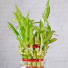 bamboo 3 layer (2)