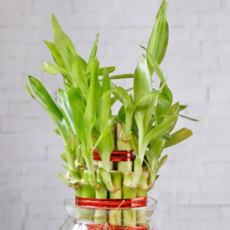 bamboo 3 layer (2)