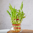 bamboo 3 layer (3)