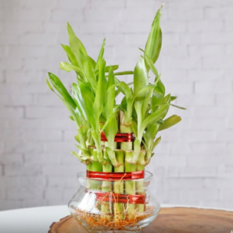 Lucky Bamboo 3 Layers | Dracaena Sanderiana