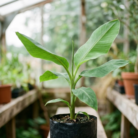 banana plant (2)