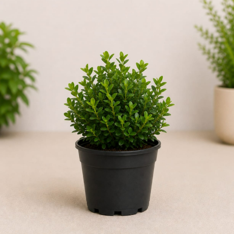 boxwood (1) boxwood (1)