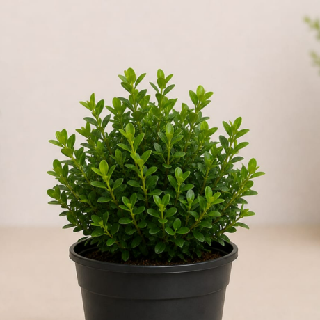 boxwood (2) boxwood (2)