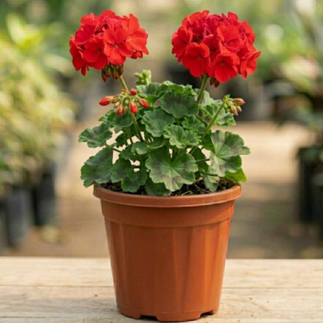 geranium (1) geranium (1)
