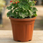 geranium (2)