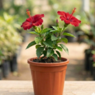 hibiscus (1)