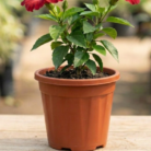 hibiscus (2)