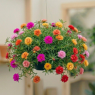 moss rose (2)