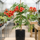 orange trumpet vine (1)