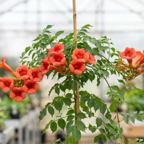 orange trumpet vine (2) orange trumpet vine (2)