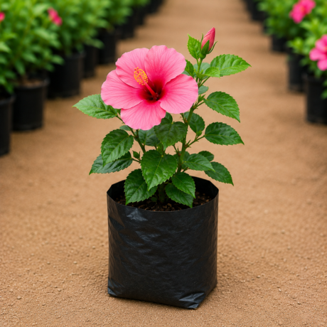 pink Hibiscus (1) pink Hibiscus (1)