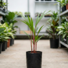 red palm (1)
