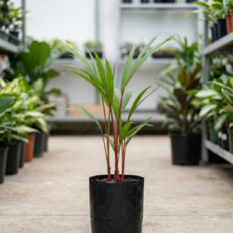 Red Palm | Cyrtostachys Renda