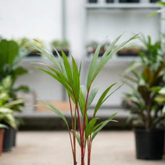 red palm (2)