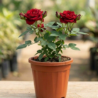 rose (1)