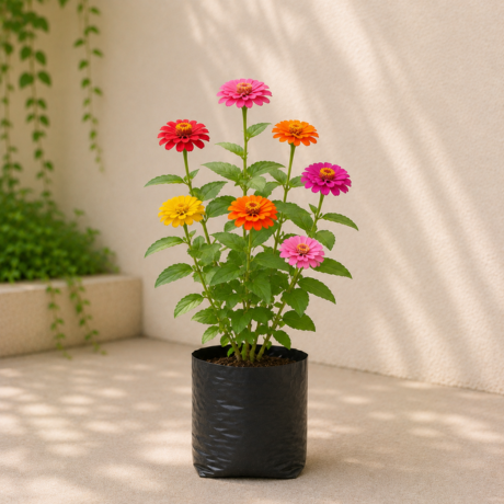 zinnia (1) zinnia (1)