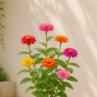 zinnia (2)
